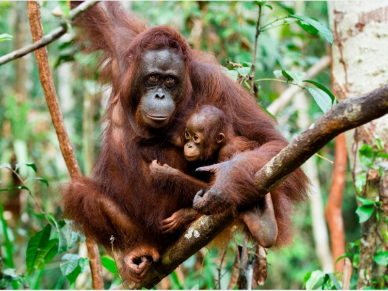 Observe orangutans in their natural habitat