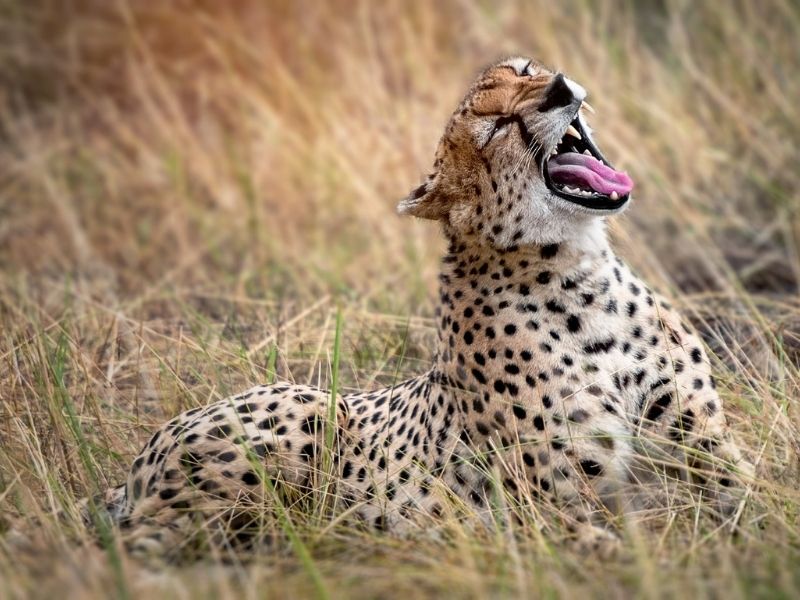 Leopard on luxury Kenyan safari