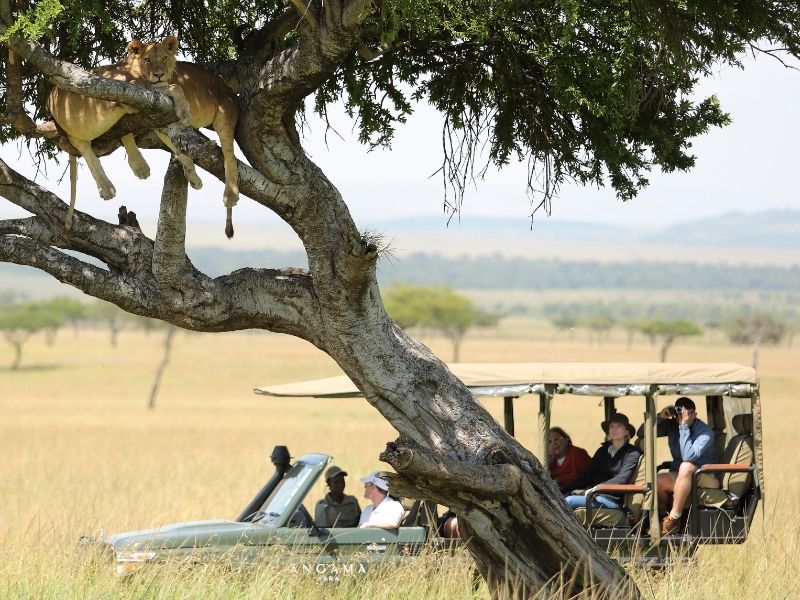Lions in tree on luxury Kenyan safari
