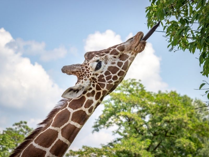 Rothchild Giraffe on luxury Kenyan safari