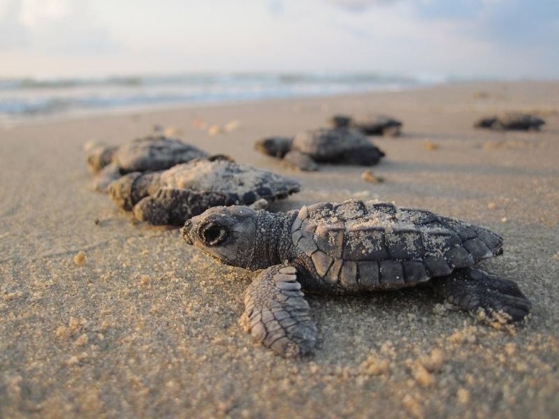 Turtle hatchlings on beach