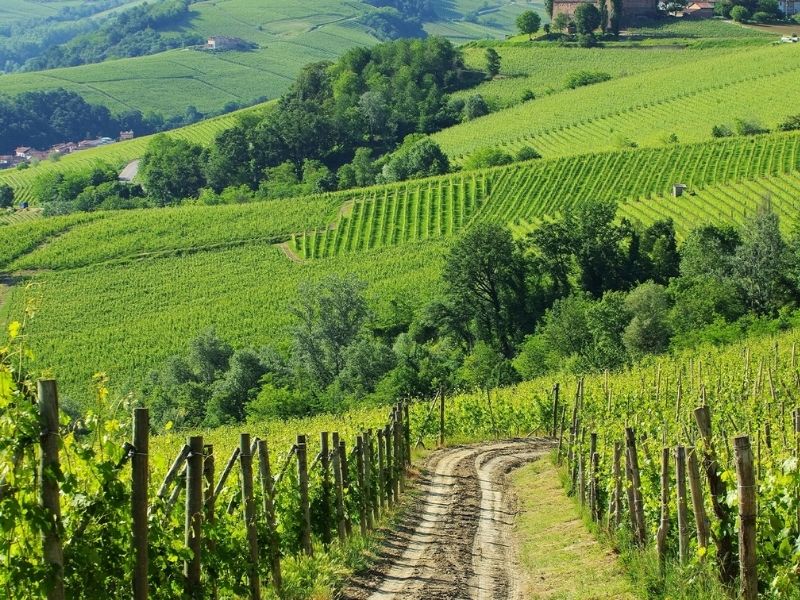 Piedmont Wineries