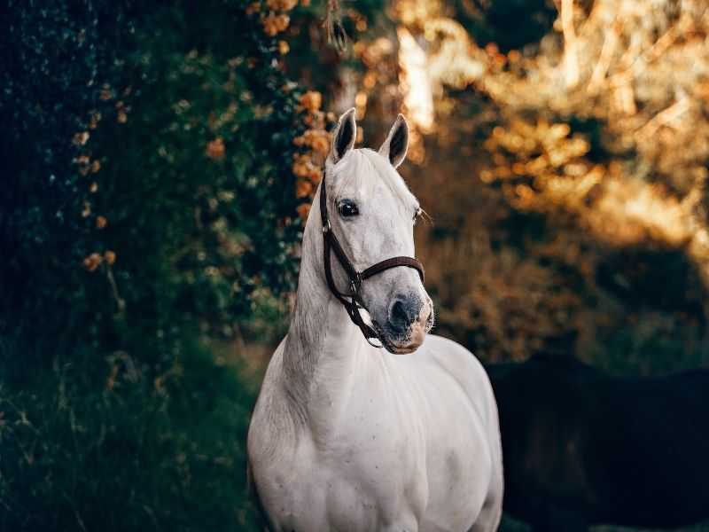 Experience horse riding with a local family of winemakers in Ronda