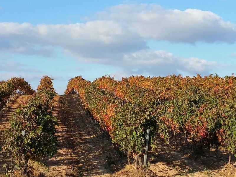 La Rioja vineyard