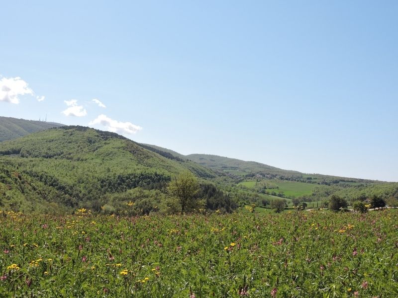 Lavender Fields, Umbria