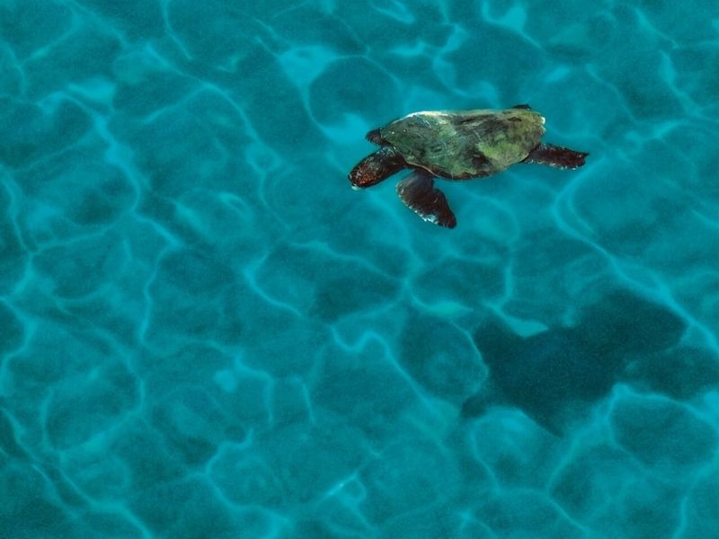 Turtle in Navarino Bay