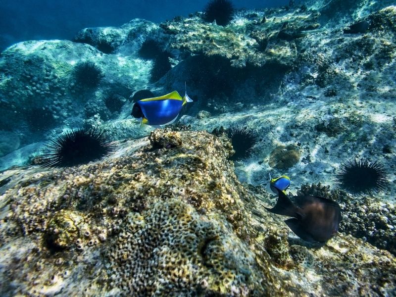 Snorkel, kayak or dive the vibrant coral reefs