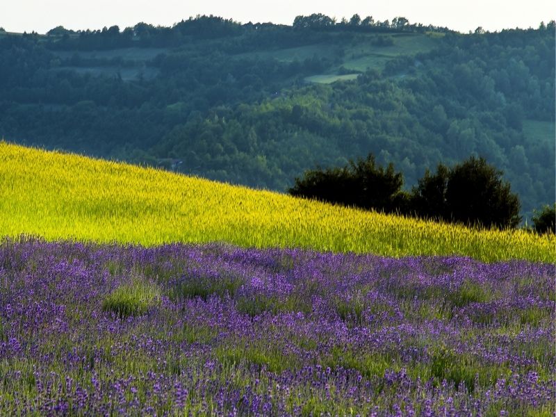 Umbrian Countryside