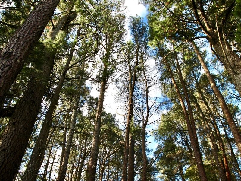 Blue Mountains Forest