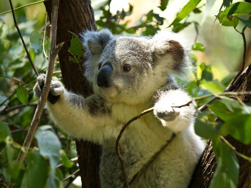 Koala, Cape Otway