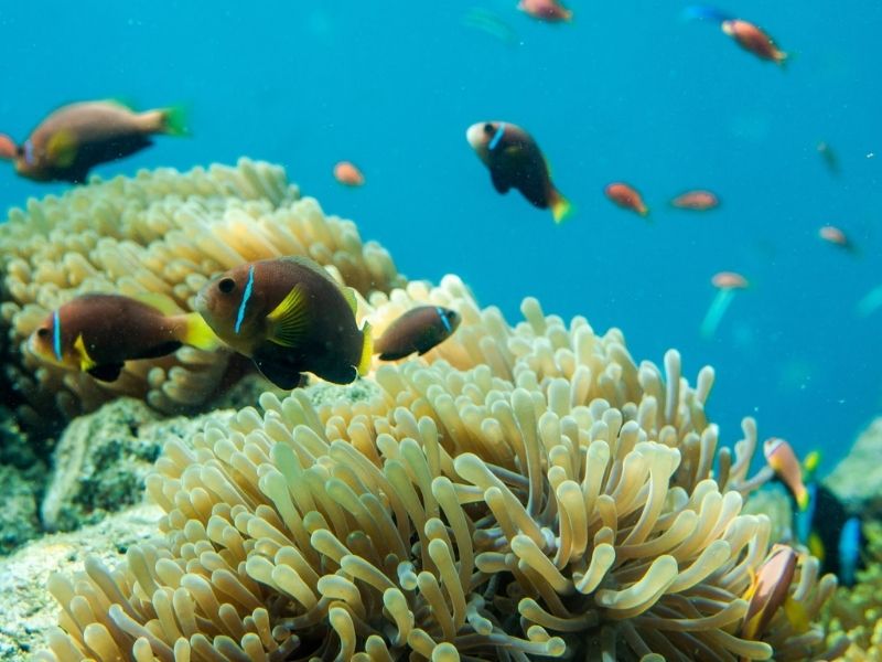 Snorkel the colourful reefs during your luxury holiday to the Maldives