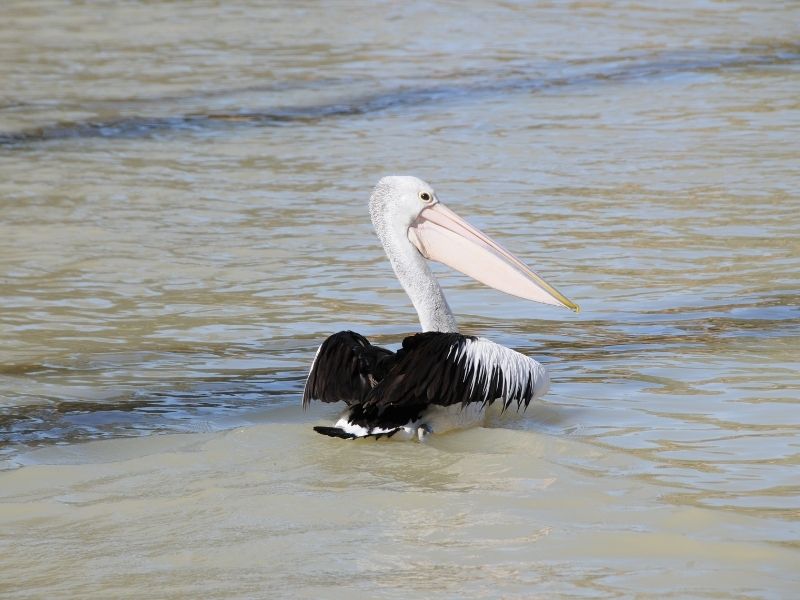 Pelican in the Murray River