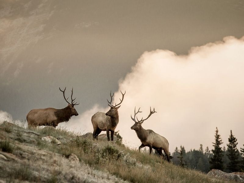 Rocky Mountaineer Wildlife