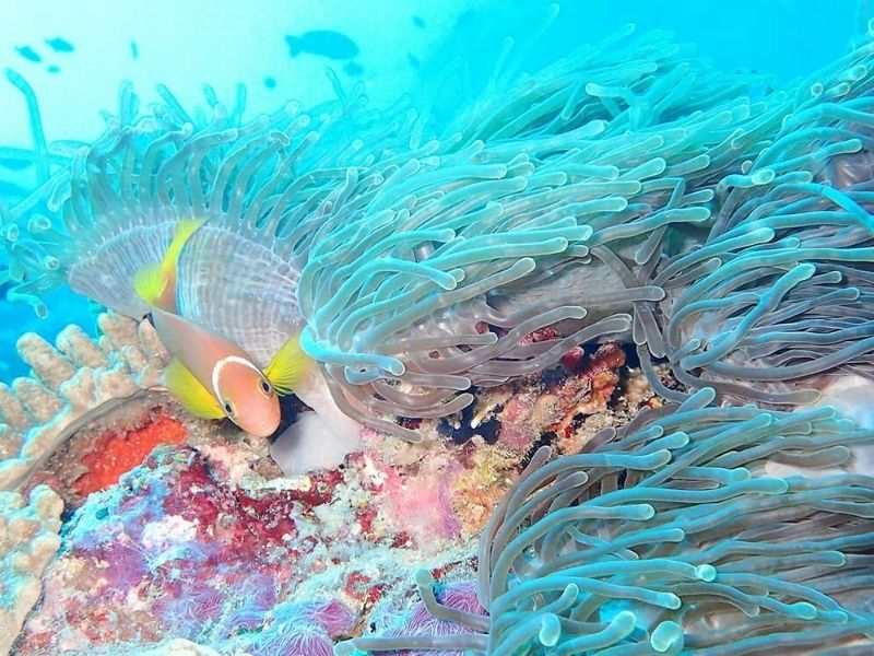 Snorkelling on a luxury holiday in the Maldives