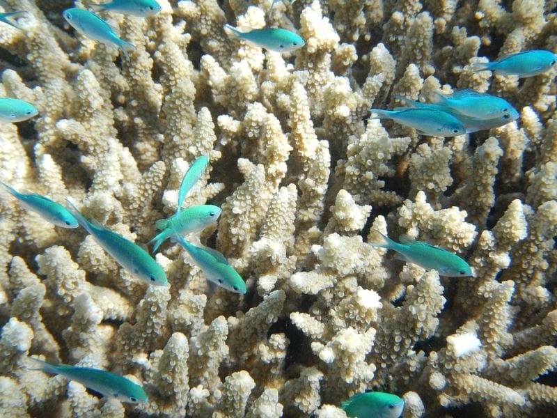 Tropical fish in the Great Barrier Reef