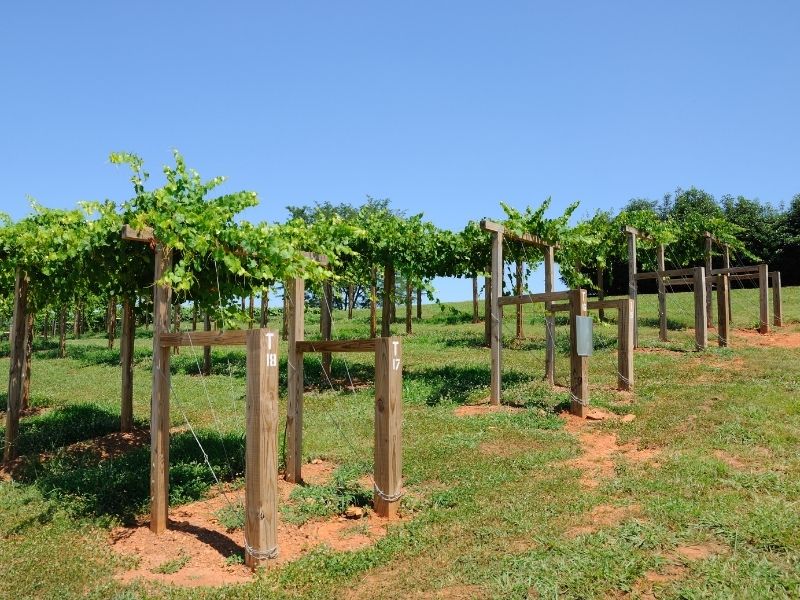 Georgia Vineyard