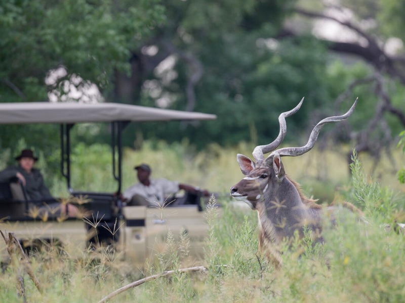 Spot a diverse range of wildlife on your luxury Botswana safari