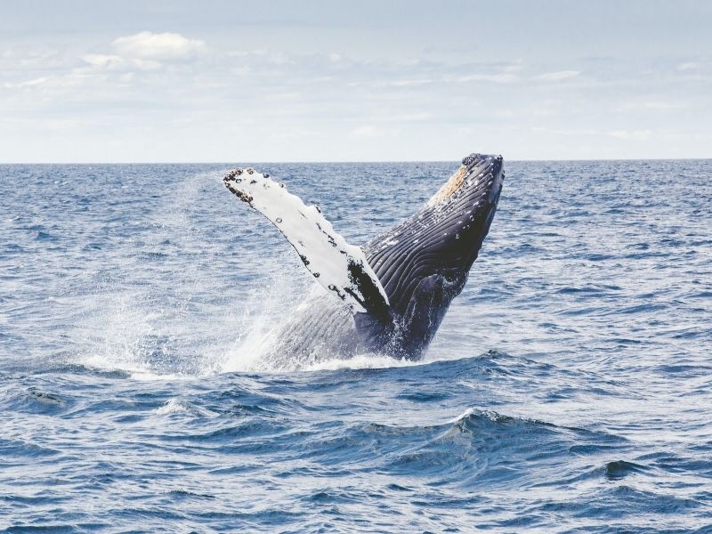 humpback whale, cape cod