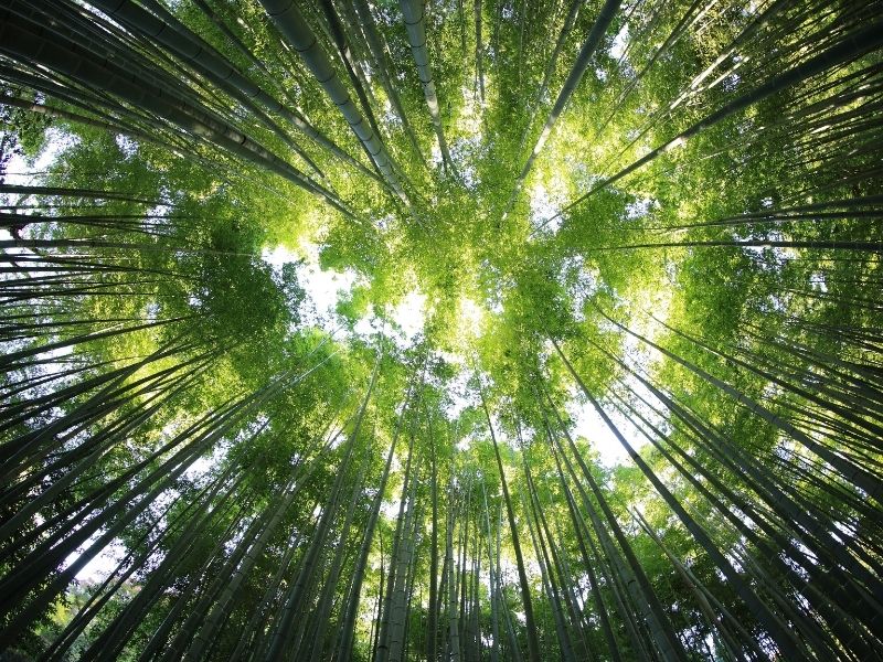 Bhutan bamboo forest