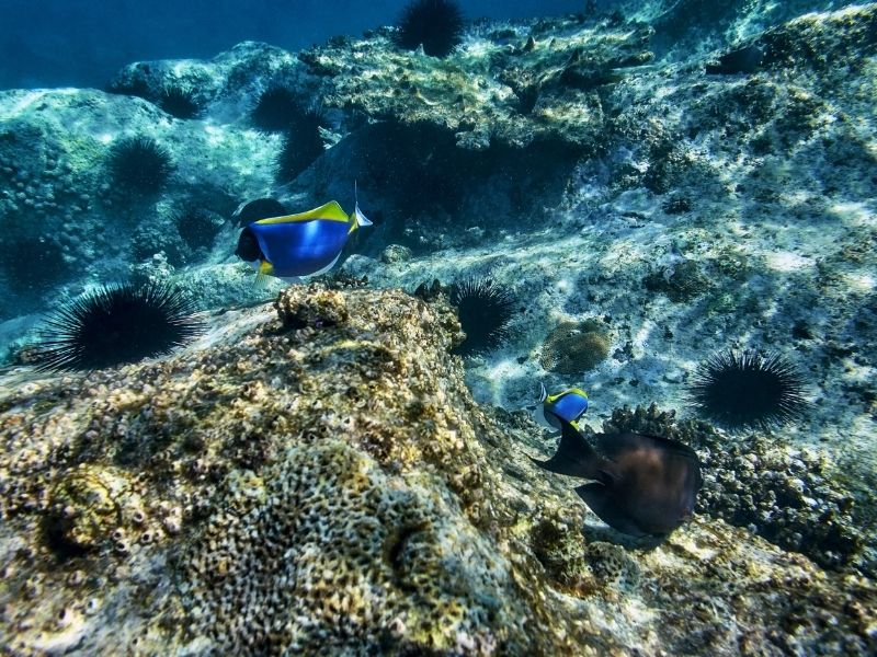 Snorkel the vibrant coral reefs during your luxury holiday to the Seychelles