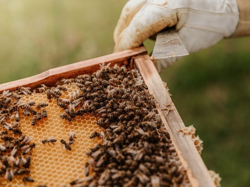 Portland Beekeeping