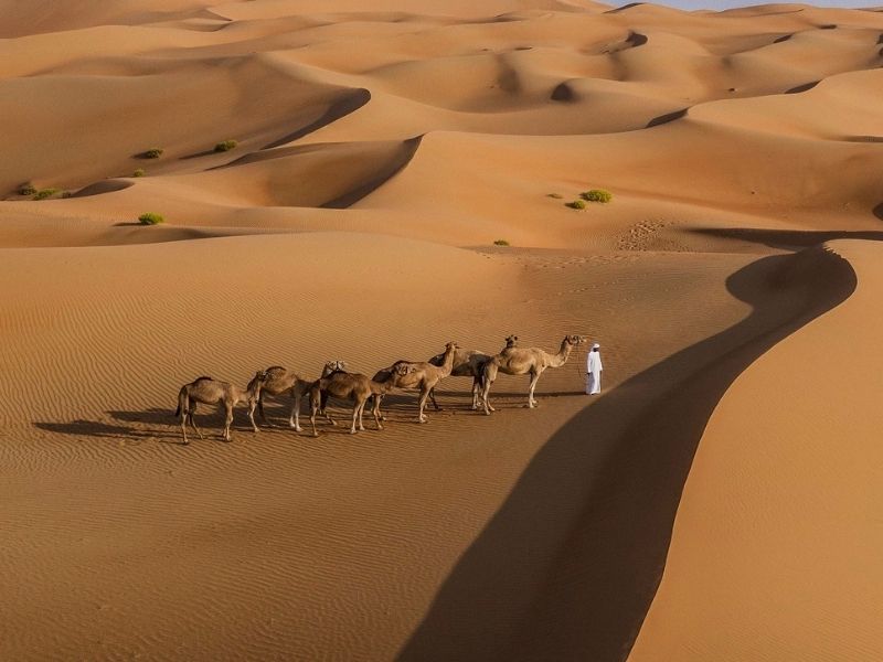 Embark on a camel ride in the Liwa Desert during your luxury holiday to Abu Dhabi