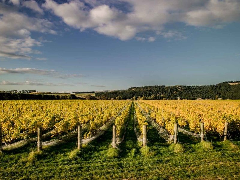 Discover the viticulture of Martinborough