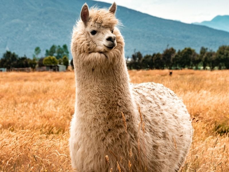 Alpaca in Albuquerque