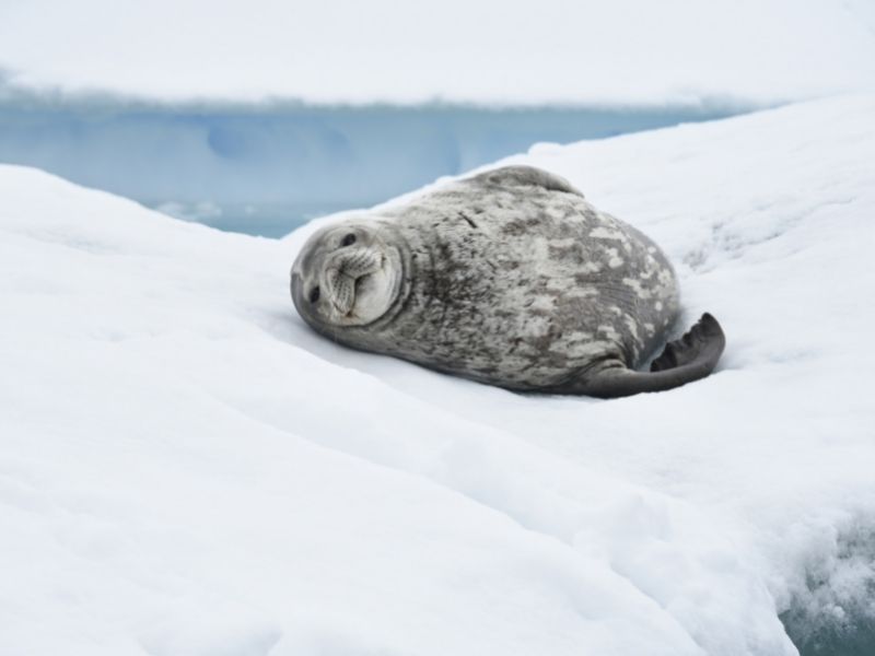 Balleny Islands - seal