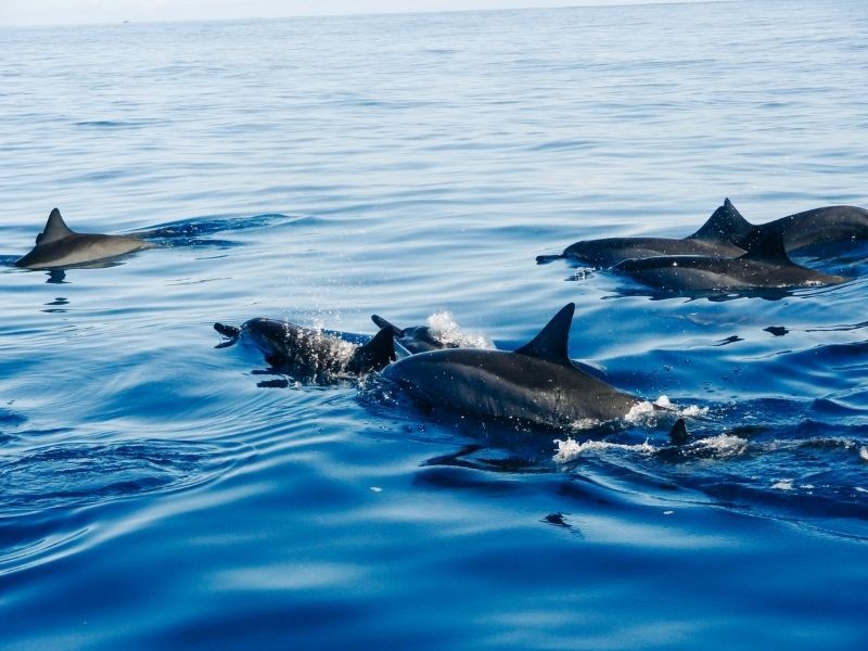 Bottlenose Dolphins