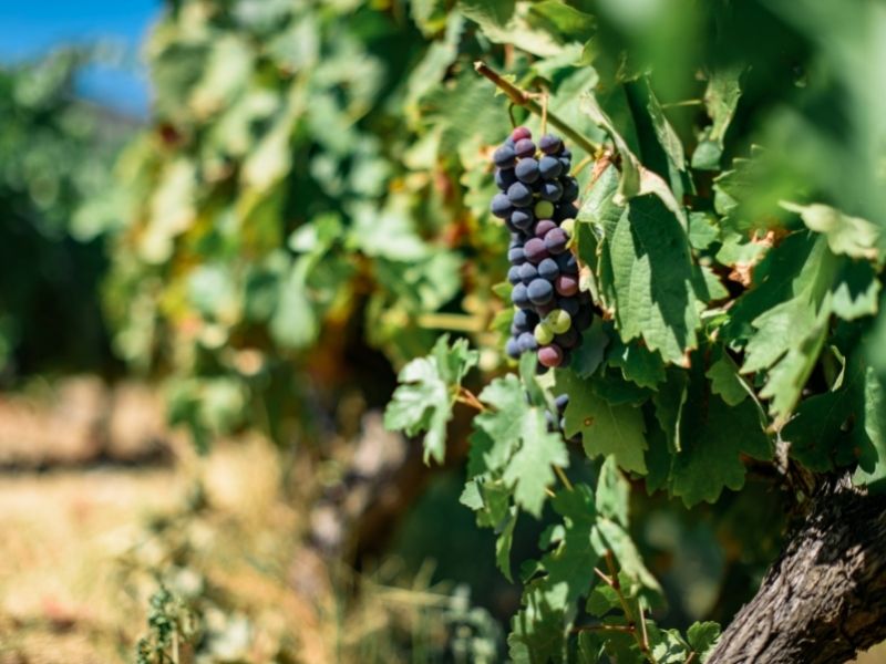 Quinta do Bomfim winery