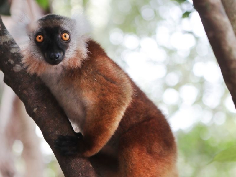 Lemur on Nosy Komba