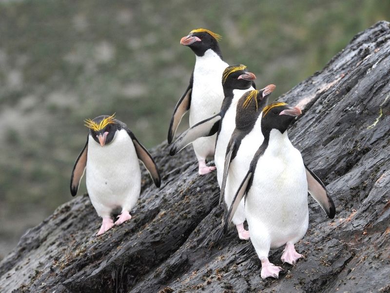 Macquarie Island Penguins
