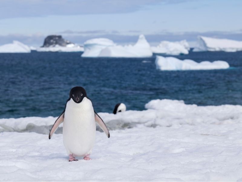 Ross Sea - Adelie Penguin