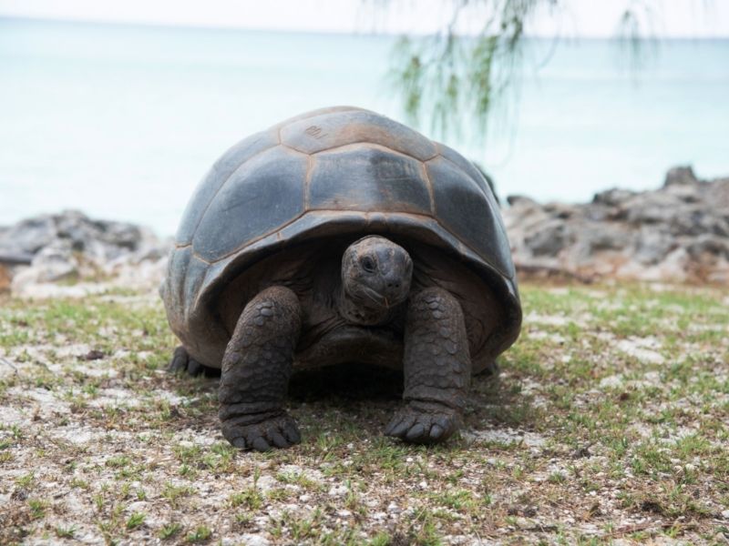 Sea Turtle on Assumption Island
