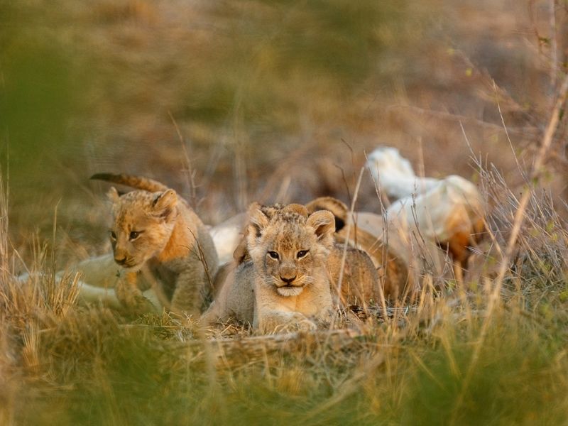 Lion cubs at Sabi Sabi Private Game Reserve on a luxury South African safari