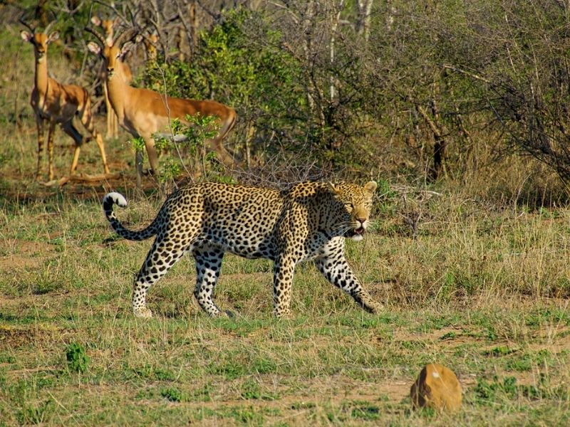 http://Impala%20&%20Cheetah,%20Kruger%20National%20Park cc