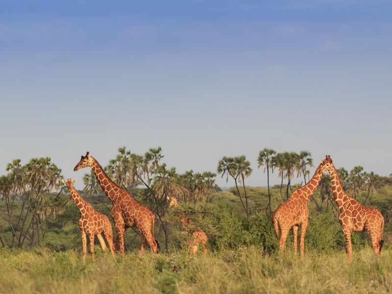 http://Giraffe,%20Kruger%20National%20Park cc