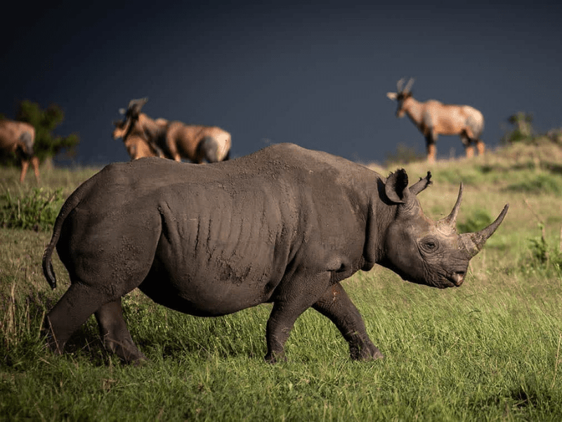 http://Rhino,%20The%20Serengeti cc