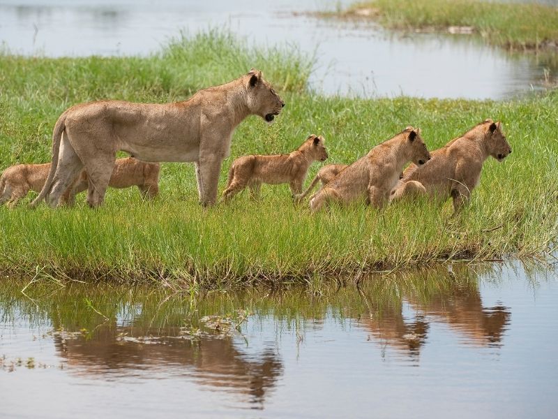 http://Lioness%20&%20Cubs,%20Okavango%20Delta cc