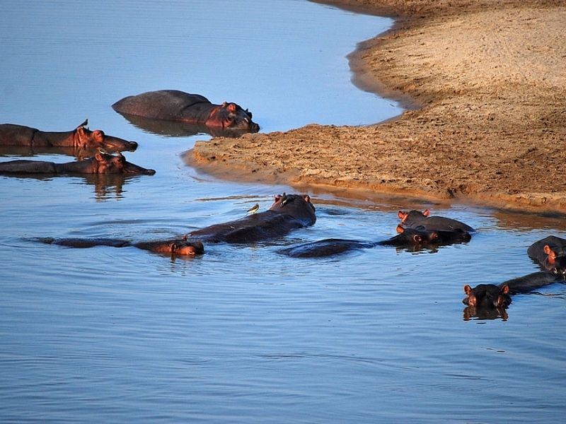 http://Hippos,%20South%20Luangwa%20National%20Park cc