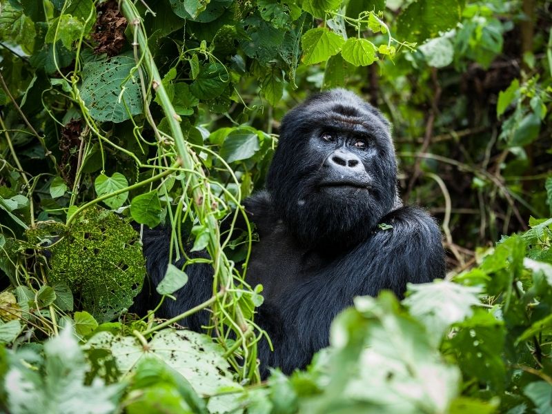 http://Mountain%20Gorilla,%20Virunga%20National%20Park cc