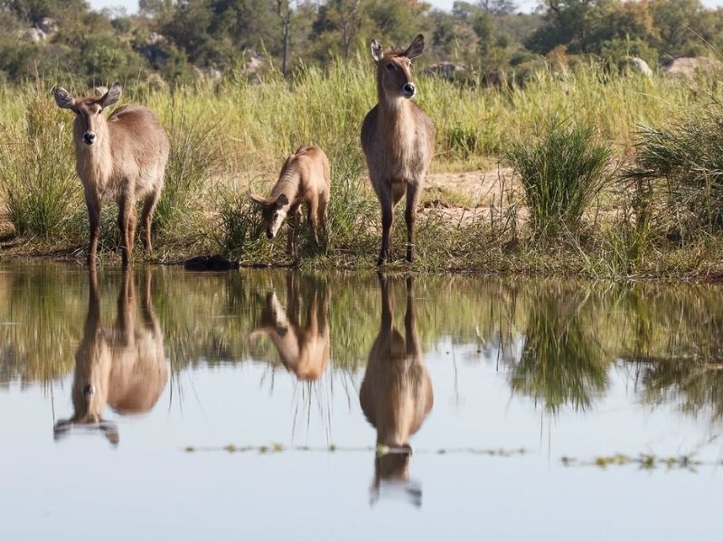 http://Waterbucks,%20South%20Luangwa%20National%20Park cc