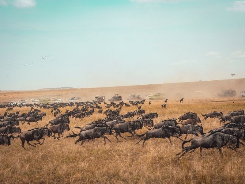 http://Wildebeest%20Migration,%20Maasai%20Mara cc