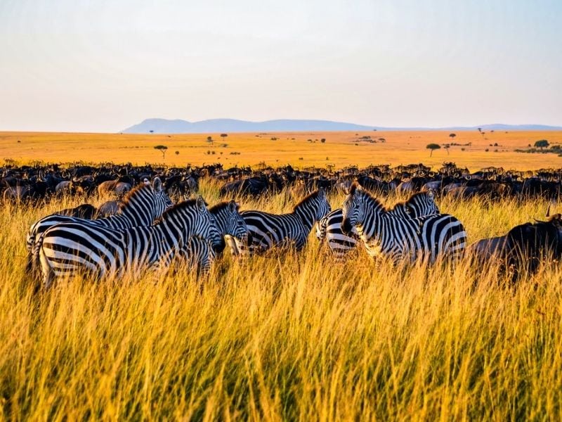 Zebra, Maasai Mara