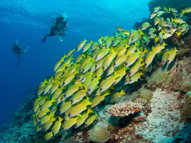 http://Snorkelling%20at%20Six%20Senses%20Laamu cc