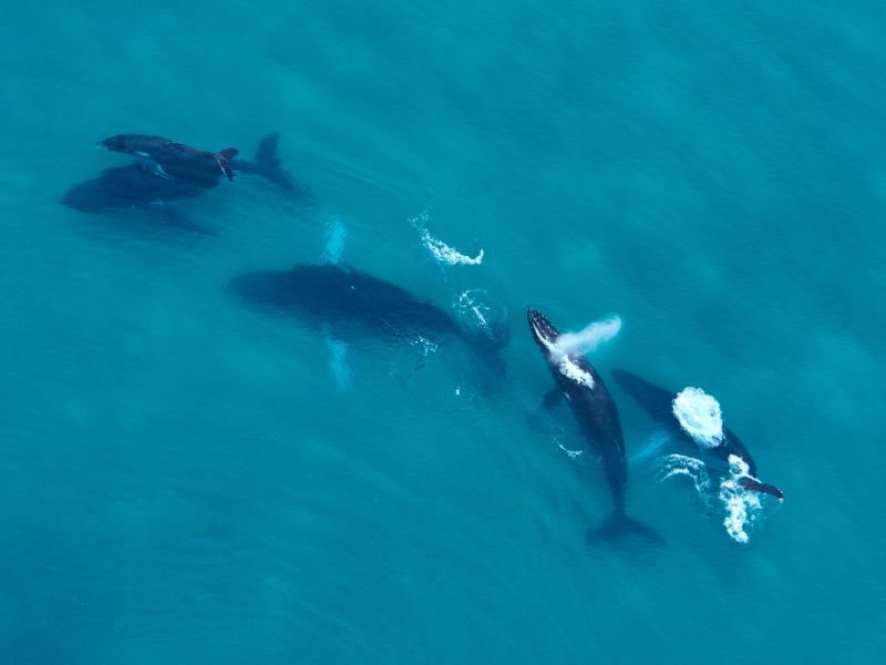 Whales, Costa Rica