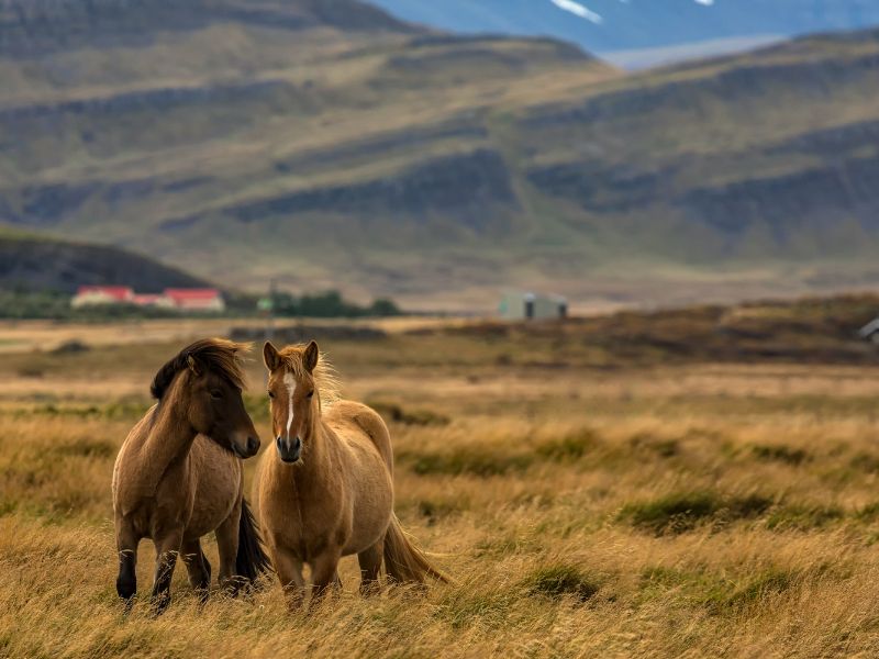 http://Horses%20in%20Iceland cc