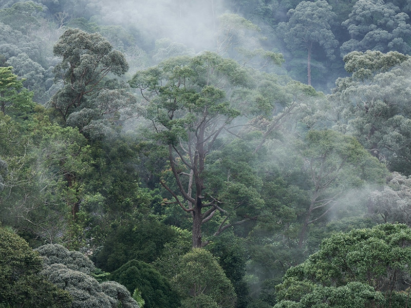 malaysia rainforest
