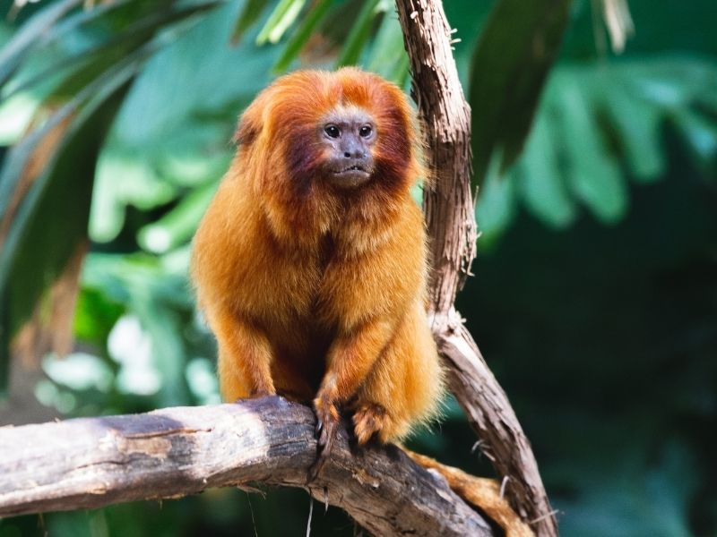 Go in search of golden monkeys during a guided forest walk on your luxury holiday to Rwanda